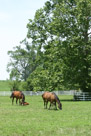Equine